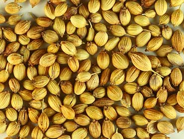 Coriander Seeds - HN International