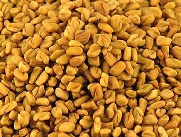 Fenugreek Seeds - HN International