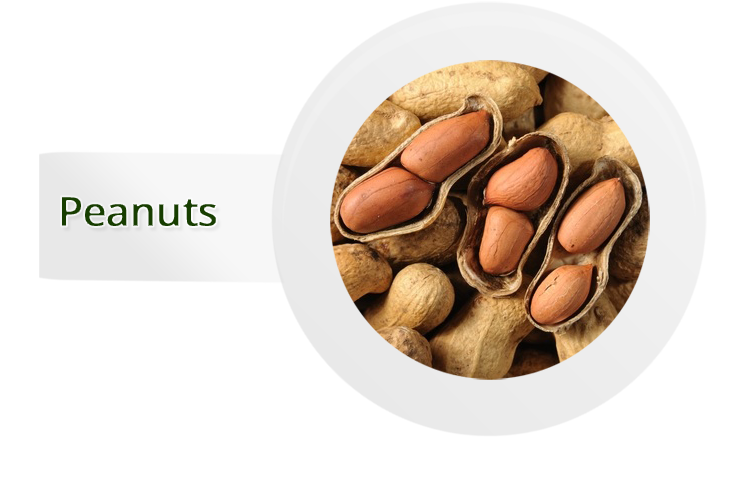 Peanuts | HN International