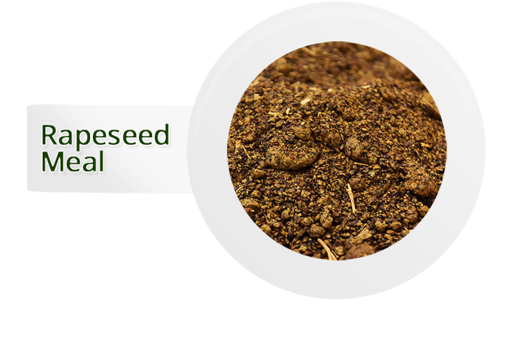 Rapeseed Meal | HN International